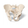 Mužská panva, 3 časti (Anatomické modely) Mužská panva, 3 časti (Anatomické modely)