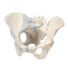 Ženská panva s väzami, 3 časti (Anatomické modely) Ženská panva s väzami, 3 časti (Anatomické modely)