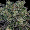 Positronics - Black Widow 3 ks - semená neobsahujú THC Positronics - Black Widow 3 ks - semená neobsahujú THC