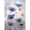 Plagát, Obraz - Cosmos blue, Mandy Disher, 26.7 × 40 cm Plagát, Obraz - Cosmos blue, Mandy Disher, 26.7 × 40 cm