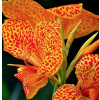 Canna Kanna Paciorerecznik Picasso 3 PCS + ZADARMO (Canna Kanna Paciorerecznik Picasso 3 PCS + ZADARMO) Canna Kanna Paciorerecznik Picasso 3 PCS + ZADARMO (Canna Kanna Paciorerecznik Picasso 3 PCS + ZADARMO)