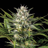Humboldt Seed Organization - Pineapple Skunk 5 ks - semená neobsahujú THC Humboldt Seed Organization - Pineapple Skunk 5 ks - semená neobsahujú THC
