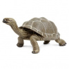 Safari Tortoise Safari Tortoise
