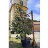 Magnólia Grandiflora, výška stromu s kvetináčom cca 350cm (skladom tento konkrétny kus) Magnólia Grandiflora, výška stromu s kvetináčom cca 350cm (skladom tento konkrétny kus)