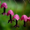 Rodochitón Purple Bells - Rhodochiton atrosanguineus - semená - 6 ks Rodochitón Purple Bells - Rhodochiton atrosanguineus - semená - 6 ks