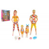 Teddies Panenka s panáčkem 30cm s dětmi 2ks - rodina plast s doplňky v krabici 29x30x6cm Teddies Panenka s panáčkem 30cm s dětmi 2ks - rodina plast s doplňky v krabici 29x30x6cm