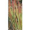 Imperáta valcovitá ´Rubra´ (Imperata cylindrica ´Rubra´) Imperáta valcovitá ´Rubra´ (Imperata cylindrica ´Rubra´)