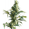 Sensi Seeds Semená kanabisu Mexican Sativa® Regular, 10 ks Sensi Seeds Semená kanabisu Mexican Sativa® Regular, 10 ks