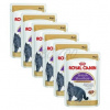 Royal Canin British Shorhair Adult 12 x 85 g Royal Canin British Shorhair Adult 12 x 85 g