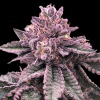 DNA Genetics - DNA Cake 5 ks - semená neobsahujú THC DNA Genetics - DNA Cake 5 ks - semená neobsahujú THC