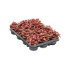 Fittonia 'Forest Flame' 12/tray R9cm V10cm Fittonia 'Forest Flame' 12/tray R9cm V10cm