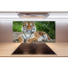 Panel do kuchyne Tiger ussurijský 100x50 cm Panel do kuchyne Tiger ussurijský 100x50 cm