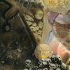 CD The Legendary Pink Dots: Malachai (Shadow Weaver Part 2) CD The Legendary Pink Dots: Malachai (Shadow Weaver Part 2)