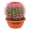 Kaktus Ferocactus stainesii ball 25x35 cm Kaktus Ferocactus stainesii ball 25x35 cm