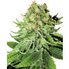 Sensi Seeds Cannabis Seeds Northern Lights Automatic Feminized by White Label, 3-10 ks 10 ks Sensi Seeds Cannabis Seeds Northern Lights Automatic Feminized by White Label, 3-10 ks 10 ks