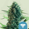 Royal Queen Seeds Feminizované semená kanabisu Royal Medic (vysoké CBD) 3 pcs Royal Queen Seeds Feminizované semená kanabisu Royal Medic (vysoké CBD) 3 pcs