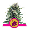 Royal Queen Seeds Blue Cheese Balenie: 5 Royal Queen Seeds Blue Cheese Balenie: 5