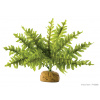 Hagen Boston Fern 22 cm 2990 - 58780 Hagen Boston Fern 22 cm 2990 - 58780