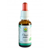 Salvia Paradise Chanca piedra AF tinktúra 30 ml Salvia Paradise Chanca piedra AF tinktúra 30 ml