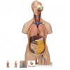 Torzo tela s otvoreným chrbtom a krkom - 18 častí (Anatomické modely) Torzo tela s otvoreným chrbtom a krkom - 18 častí (Anatomické modely)