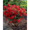 AZALIA NABUCCO LATE super RED nevybledne!! (AZALIA NABUCCO LATE super RED nevybledne!!) AZALIA NABUCCO LATE super RED nevybledne!! (AZALIA NABUCCO LATE super RED nevybledne!!)