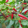 Chilli Gusto purple - Capsicum annuum - semená - 8 ks Chilli Gusto purple - Capsicum annuum - semená - 8 ks