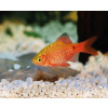 Mrenka ružová – Pethia conchonius Mrenka ružová – Pethia conchonius