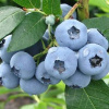 American Blueberry Blue 3 -Year -old 6kilo ovocie (American Blueberry Blue 3 -Year -old 6kilo ovocie) American Blueberry Blue 3 -Year -old 6kilo ovocie (American Blueberry Blue 3 -Year -old 6kilo ovocie)