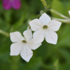 Tabak Perfume White F1 - Nicotiana - semená - 50 ks Tabak Perfume White F1 - Nicotiana - semená - 50 ks
