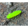 FISHUP Pupa 1,2 FISHUP Pupa 1,2