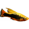 Plata pestrá – Xiphophorus variatus Plata pestrá – Xiphophorus variatus