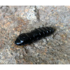 FISHUP Pupa 1,2 FISHUP Pupa 1,2