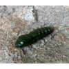 FISHUP Pupa 1,2 FISHUP Pupa 1,2