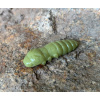 FISHUP Pupa 1,2 FISHUP Pupa 1,2