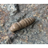 FISHUP Pupa 1,2 FISHUP Pupa 1,2