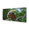 Obraz na plátne Kvet farebný motýľ 100x50 cm Obraz na plátne Kvet farebný motýľ 100x50 cm