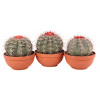 Melocactus bahiensis - Melokaktus (šírka 30cm, kvetináč objem 6L) Melocactus bahiensis - Melokaktus (šírka 30cm, kvetináč objem 6L)