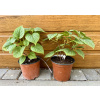 Hortenzia popínavá (Schizophragma hydrangeoides ´Moonlight´) veľkosť 20cm+ Hortenzia popínavá (Schizophragma hydrangeoides ´Moonlight´) veľkosť 20cm+