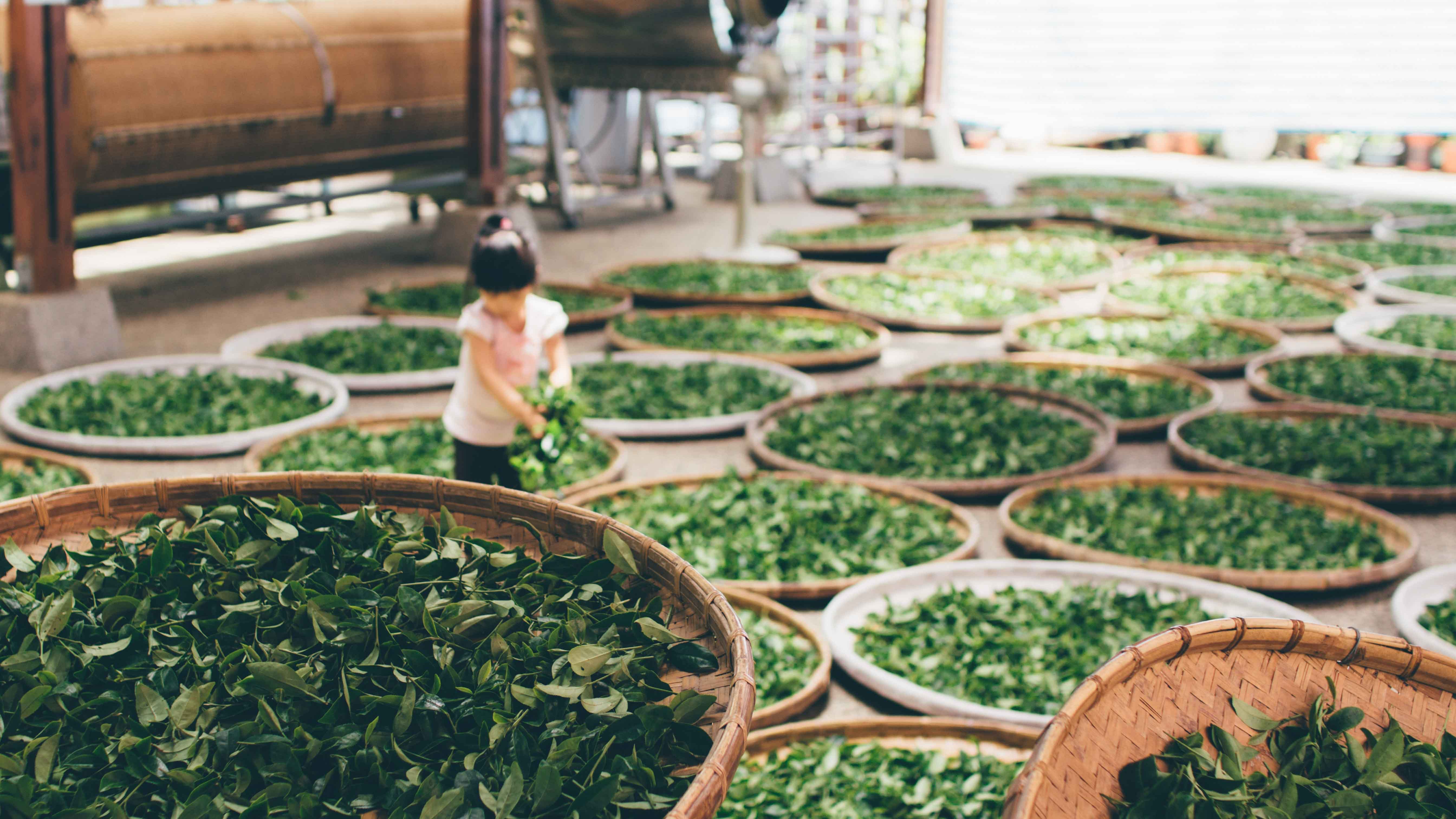 Pri výrobe pravých čajov dochádza k oxidácii polyfenolov 