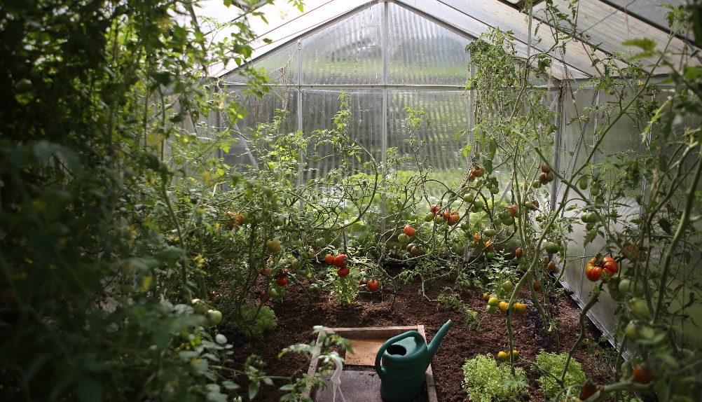 Vyšší teplota a vlhkost je ideální pro pěstování zeleniny i rostlin