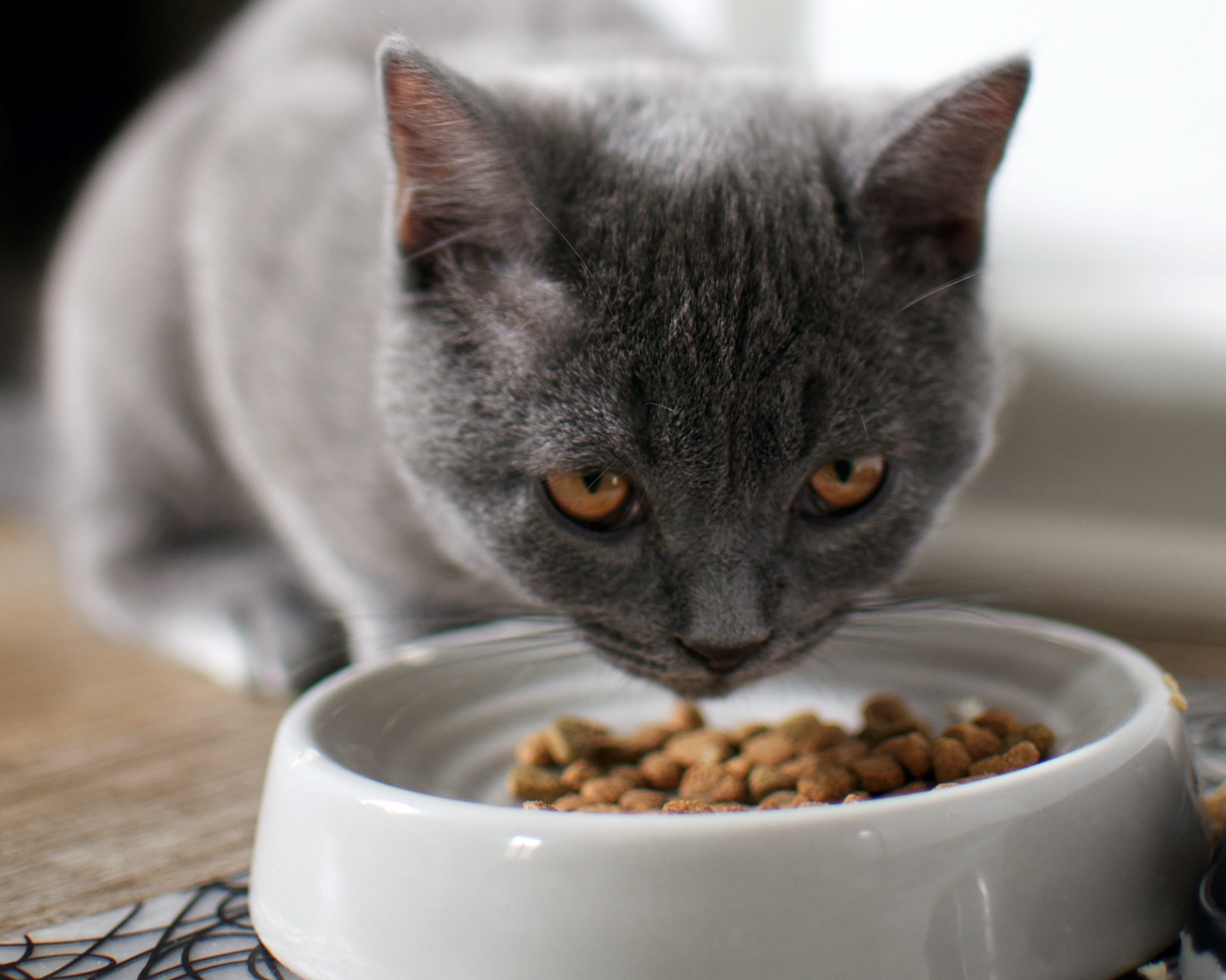 Správne zvolené krmivo pre mačky prispeje k dobrej kondícii