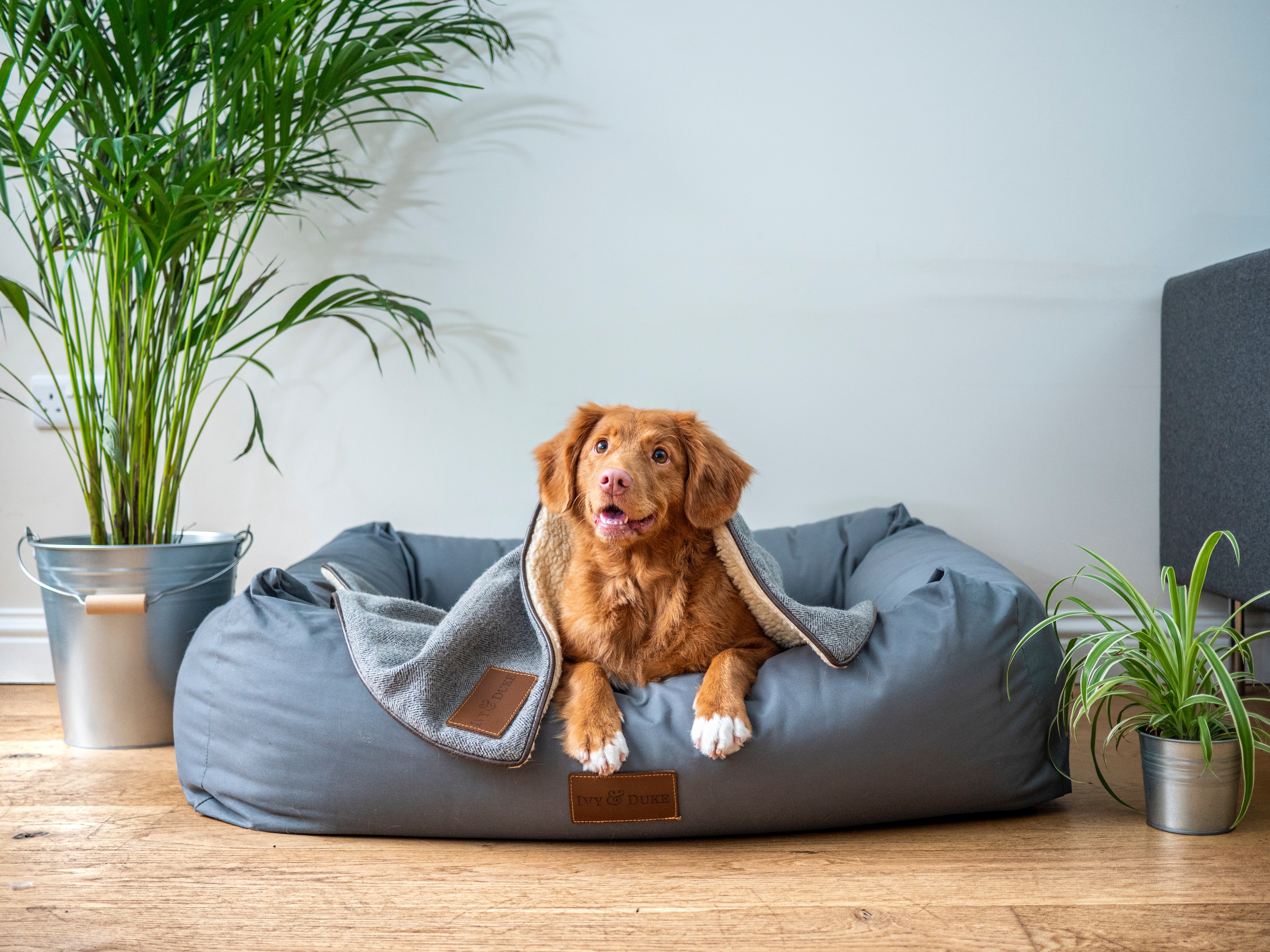 Jak vybrat boudu nebo pelíšek pro psa?