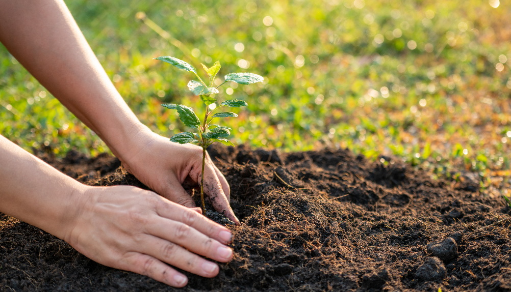 Zahradní substrát udrží vaše rostliny v kondici