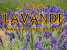 LAVANDE