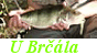 U Brčála