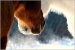 Logo obchodu horsy.cz