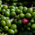 Green Coffee Tablety