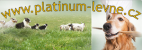Platinum-levne