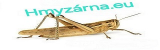 Hmyzárna