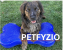 Petfyzio